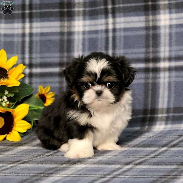 Bitsy Baby, Shih Tzu Puppy